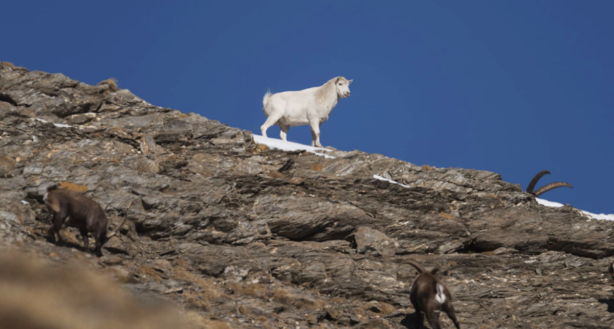 Stambecco bianco